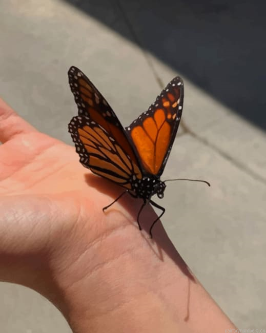Black And Orange Monarch Butterfly Insects Painting By Numberss.png