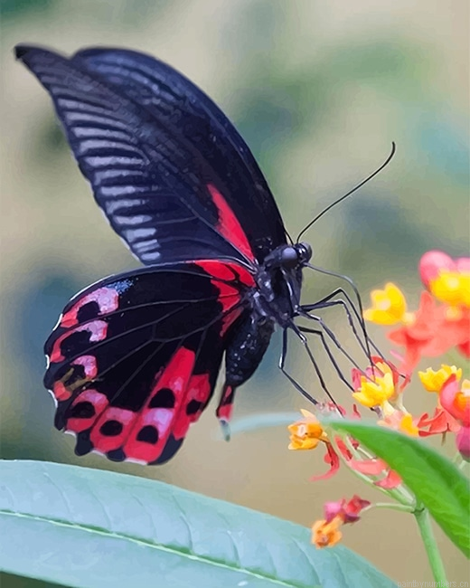Black And Red Butterfly Insects Painting By Numberss.png