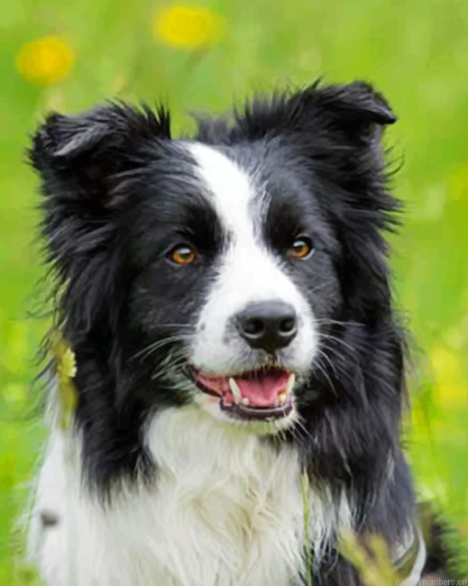 Black And White Border Collie Painting By Numberss.png
