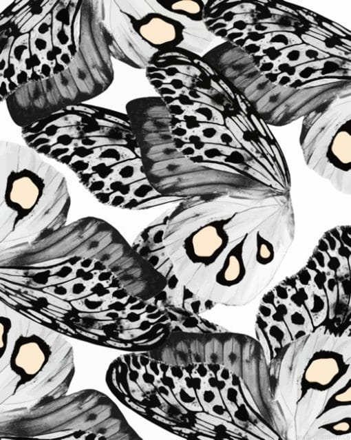 Black And White Butterflies Insects Painting By Numberss.png