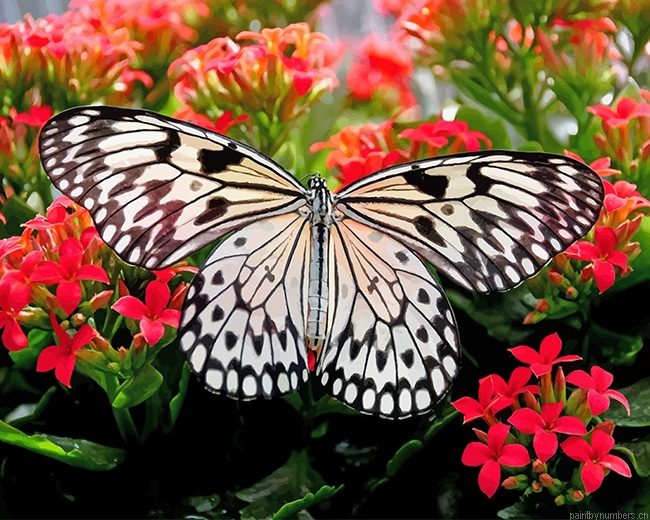 Black And White Butterfly Insects Painting By Numbers.png