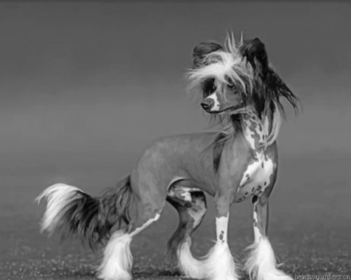 Black And White Chinese Crested Painting By Numbers.png