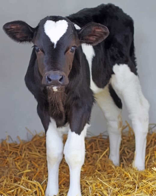 Black And White Cow Animals Painting By Numberss.png