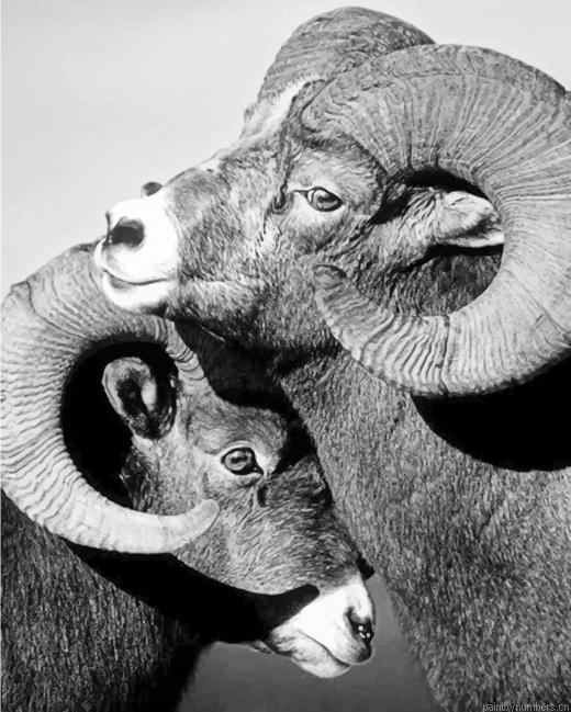 Black And White Cute Sheep Animals Painting By Numberss.png