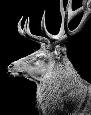 Black And White Deer Painting By Numbers.png
