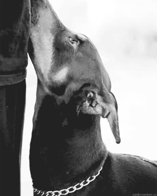 Black And White Doberman Painting By Numbers.png
