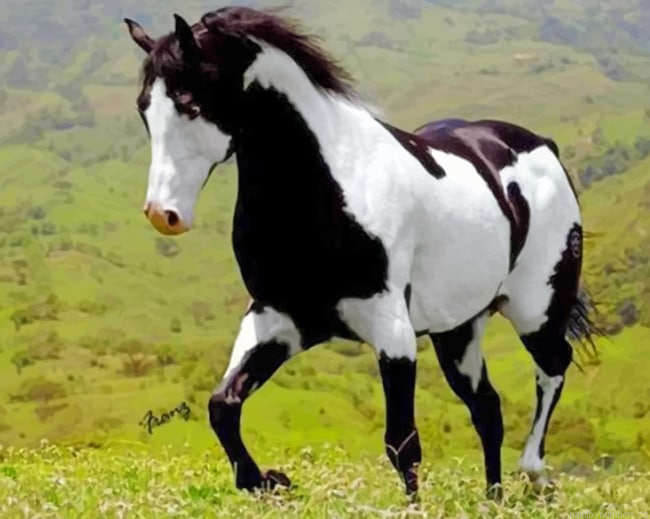 Black And White Horse Animals Painting By Numbers.png