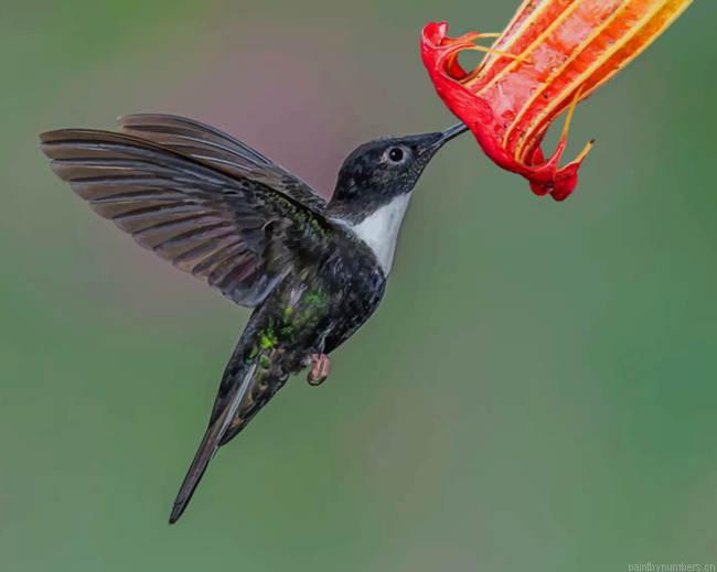 Black And White Hummingbird Painting By Numberss.png