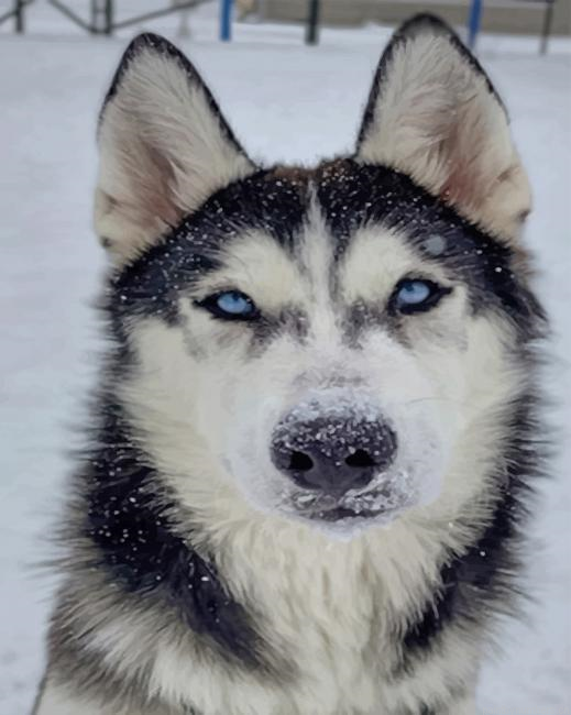 Black And White Husky Animals Painting By Numberss.png