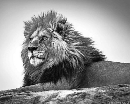 Black And White Leo Painting By Numbers.png