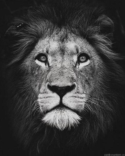 Black And White Lion Animals Painting By Numbers.png
