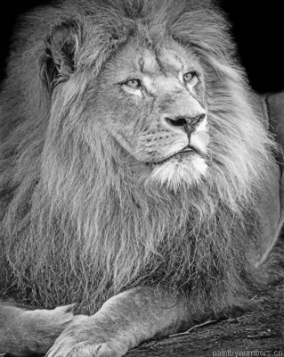 Black And White Lion Painting By Numbers.png