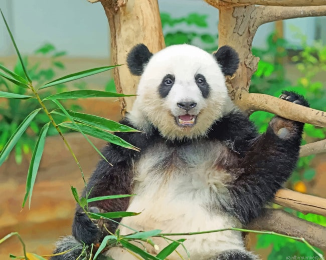 Black And White Panda Animals Painting By Numberss.png