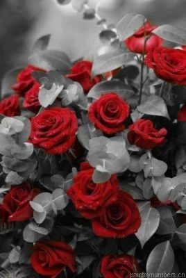 Black And White Red Roses Painting By Numbers.png