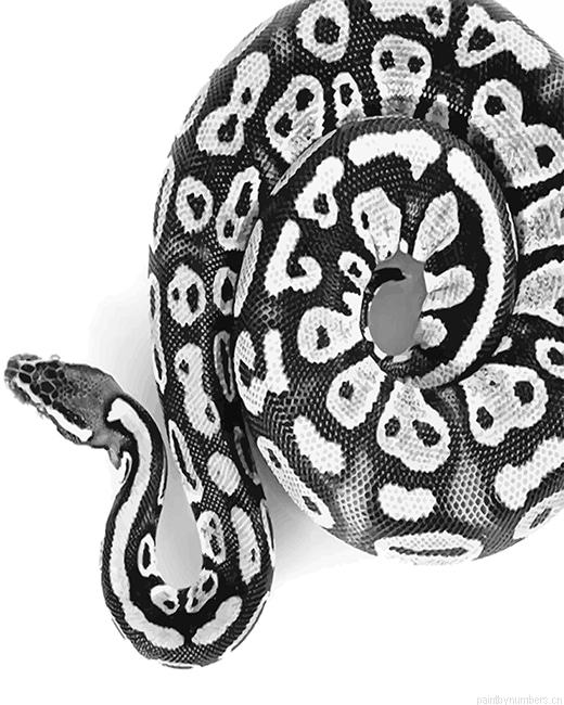 Black And White Royal Python Snakes Painting By Numbers.png