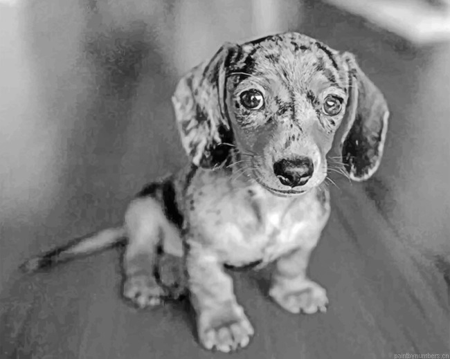 Black And White Sausage Dog Painting By Numbers.png