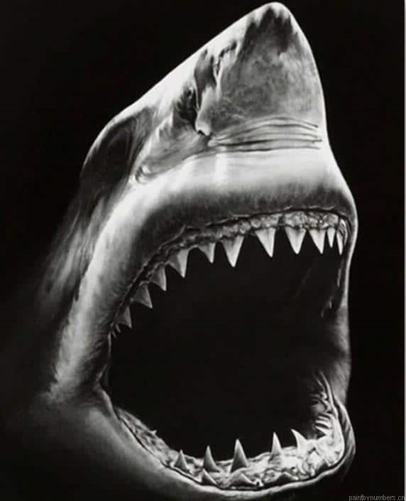 Black And White Shark Painting By Numberss.png