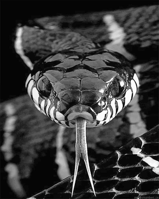 Black And White Snake Reptiles Painting By Numbers.png