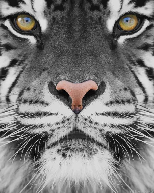 Black And White Tiger Photography Painting By Numberss.png