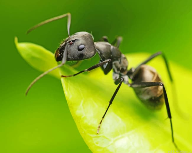Black Ant On Leaf Insects Painting By Numberss.png