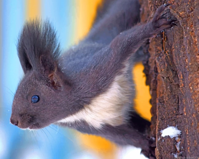 Black Bark Squirrel Animals Painting By Numberss.png