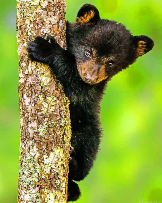 Black Bear Cub Painting By Numbers.png