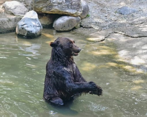 Black Bear Taking A Bath Painting By Numbers.png