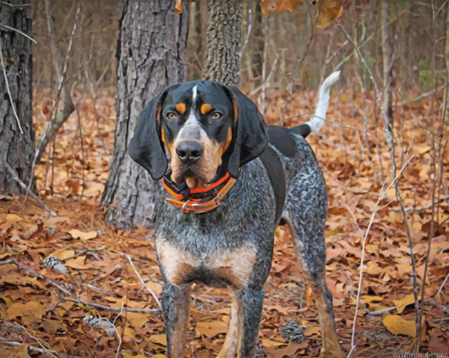 Black Bluetick Coonhound Painting By Numbers.png