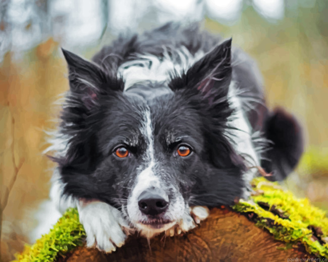 Black Border Collie Painting By Numberss.png