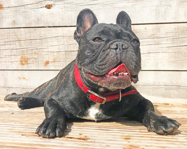 Black Bulldog Animals Painting By Numberss.png