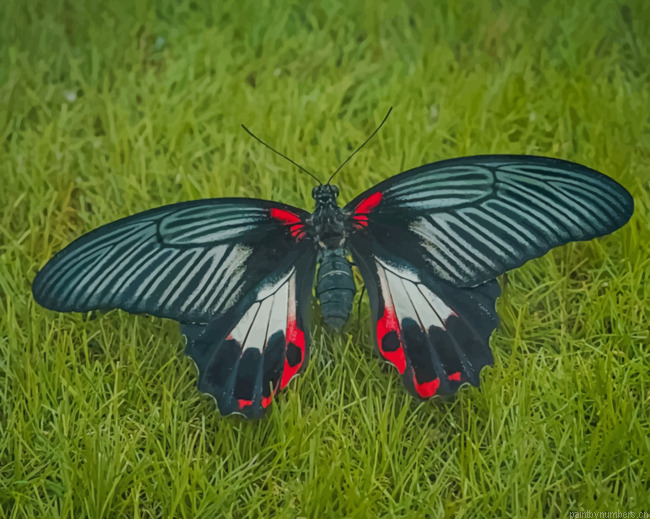 Black Butterfly Insect Painting By Numberss.png