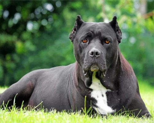Black Cane Corso Painting By Numbers.png