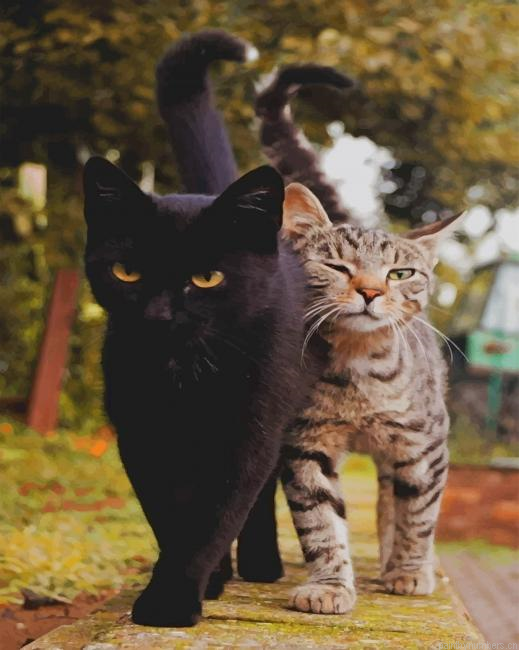 Black Cat And Tabby Cat Animals Painting By Numberss.png