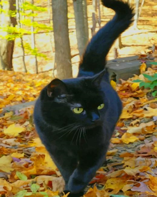 Black Cat Animals Painting By Numberss.png