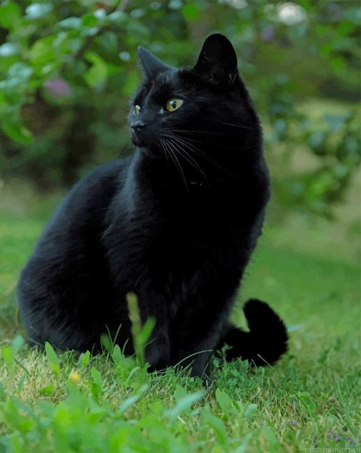 Black Cat In The Grass Animals Painting By Numberss.png