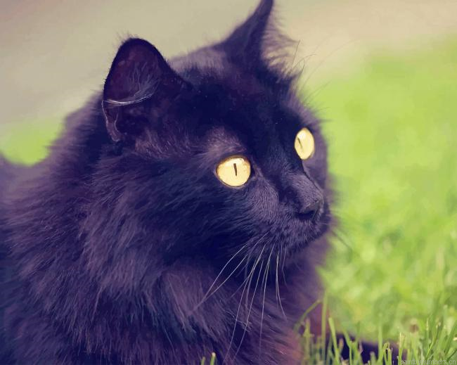 Black Cat With Yellow Eyes Animals Painting By Numbers.png