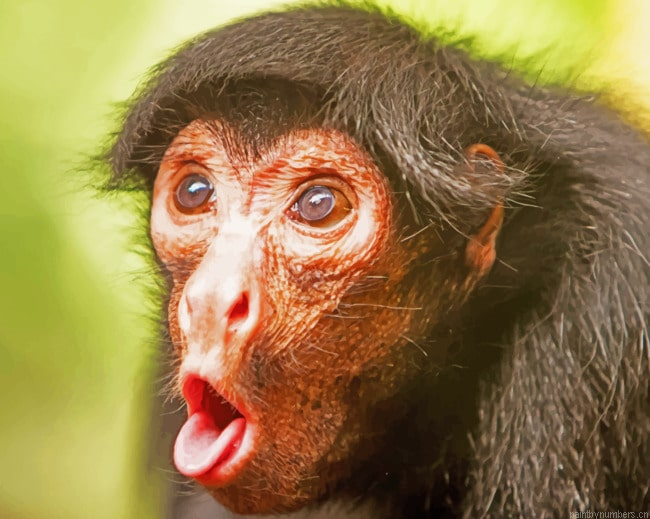 Black Chimpanzee Animal Painting By Numberss.png