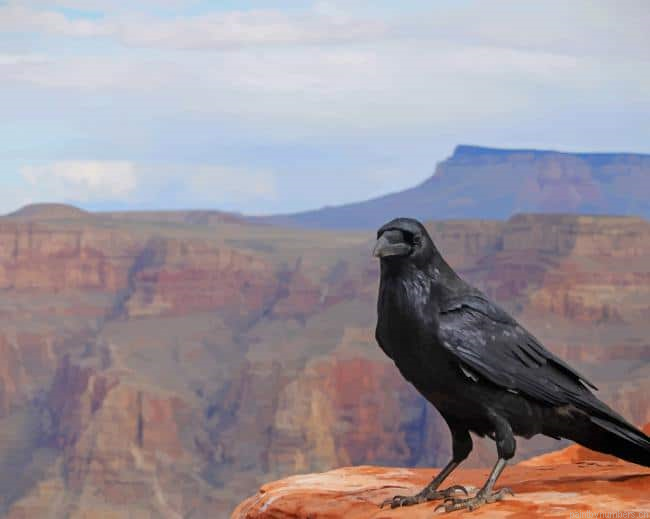 Black Crow Birds Painting By Numberss.png