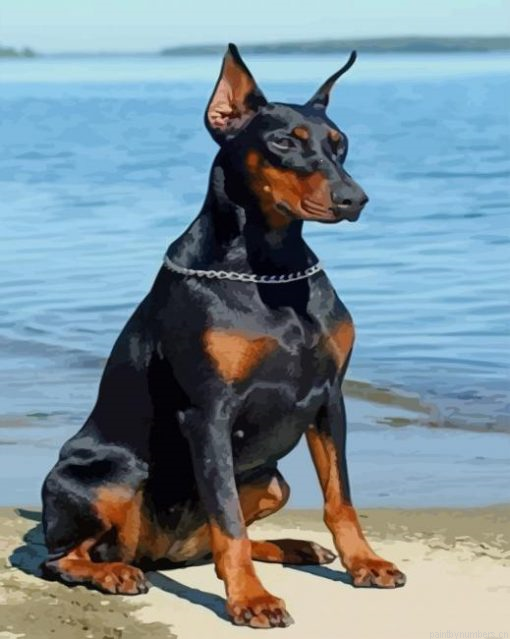 Black Doberman Painting By Numbers.png