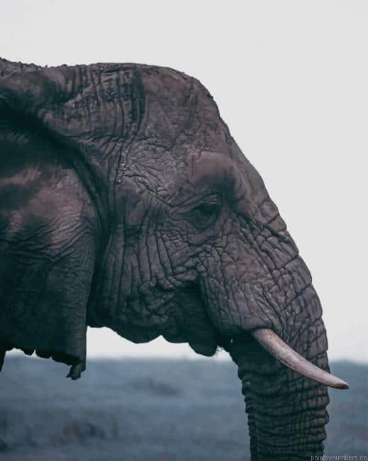 Black Elephant With Small Tusks Animals Painting By Numberss.png