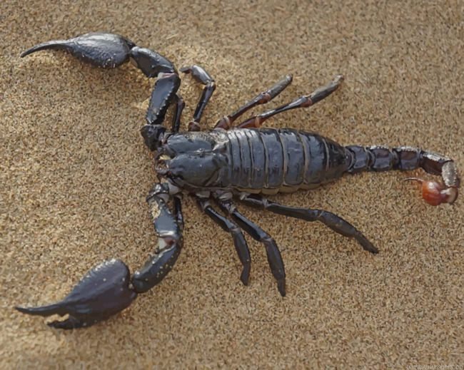 Black Emperor Scorpion In Sand Painting By Numberss.png