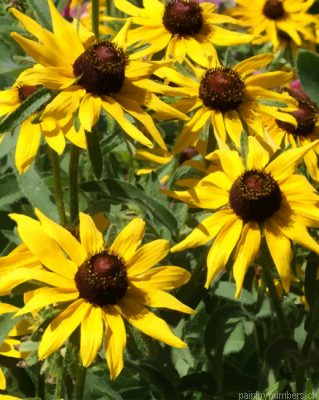 Black Eyed Susan Flowers Painting By Numbers.png
