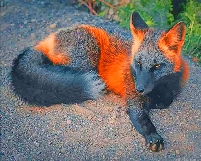 Black Fire Fox Animals Painting By Numbers.png