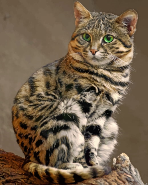 Black Footed Cat Animals Painting By Numberss.png