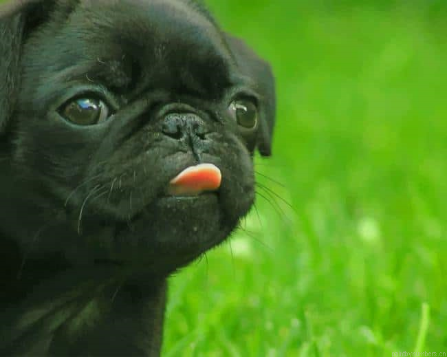 Black French Bulldog Puppy Animals Painting By Numberss.png