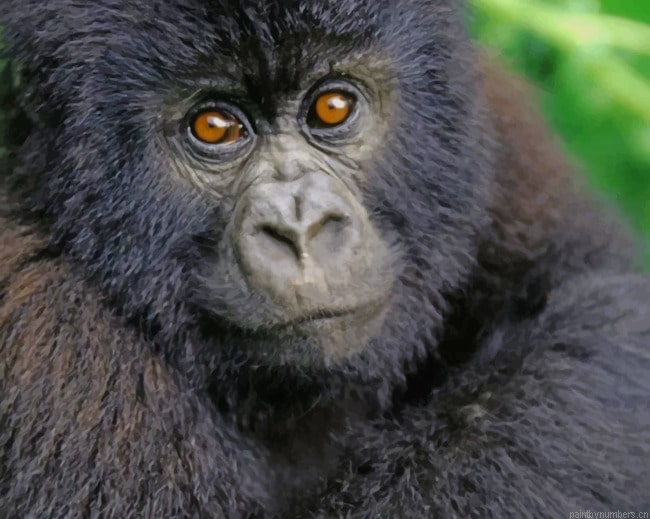 Black Gorilla Jungle Animals Painting By Numberss.png