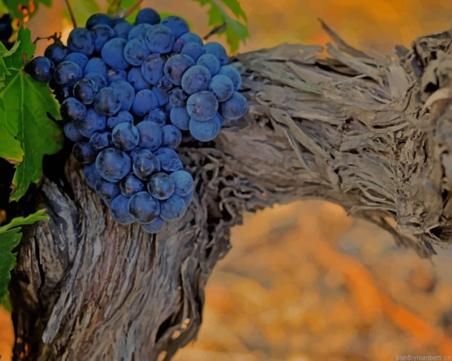 Black Grapes On Tree Branch Fruits Painting By Numberss.png