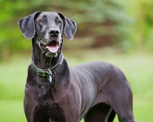 Black Great Dane Dog Painting By Numbers.png