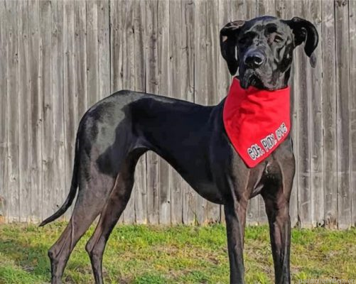 Black Great Dane Painting By Numbers.png