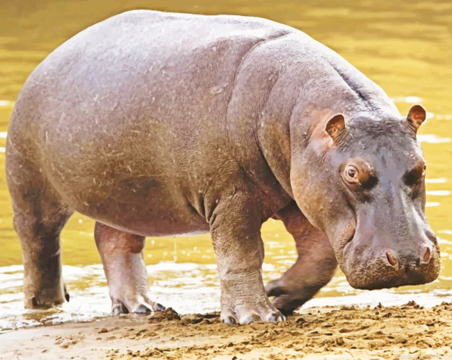 Black Hippopotamus Animal Painting By Numberss.png